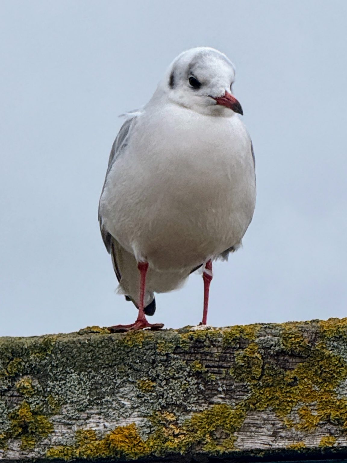 Limiting horizons to expand them