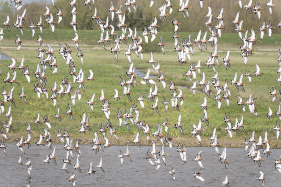 Godwits