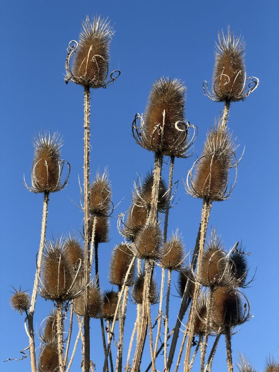 Autumn arrivals